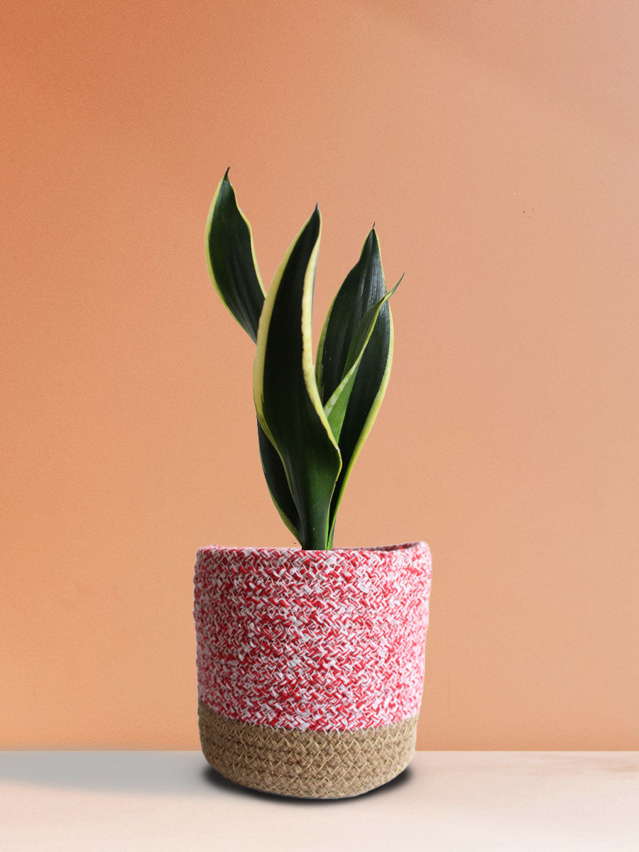 Snake Plant Black Jack (Medium)