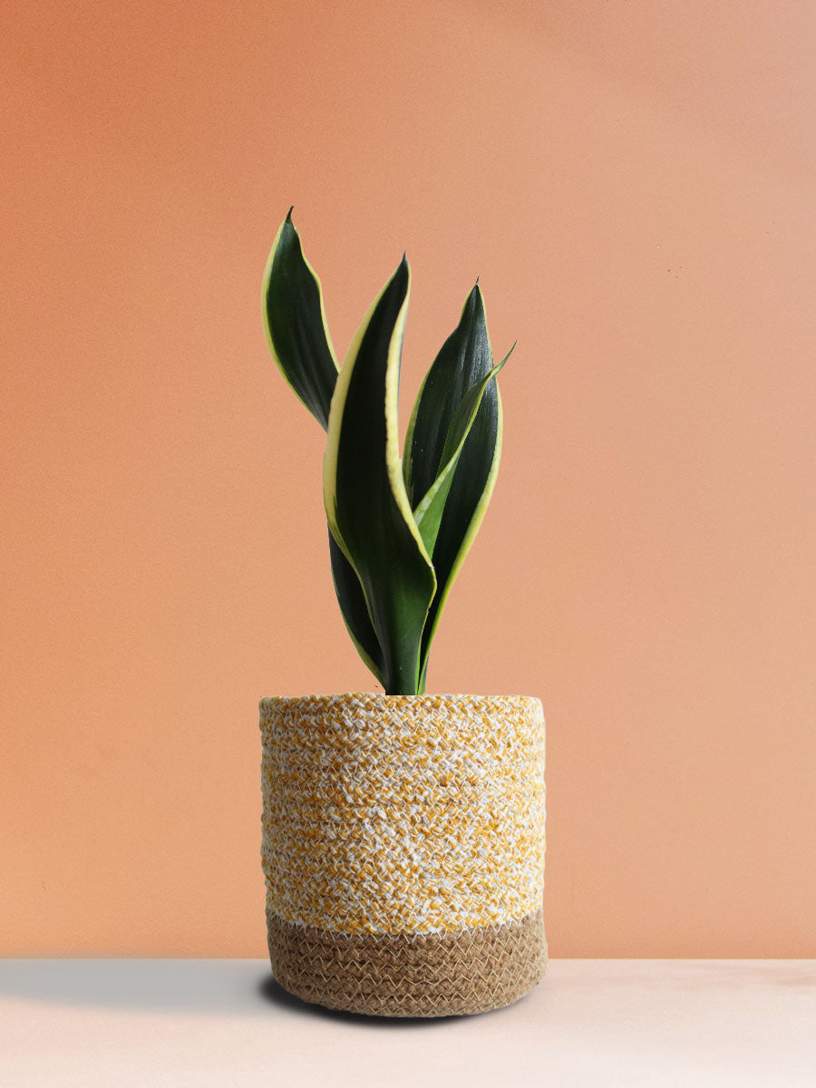Snake Plant Black Jack (Medium)