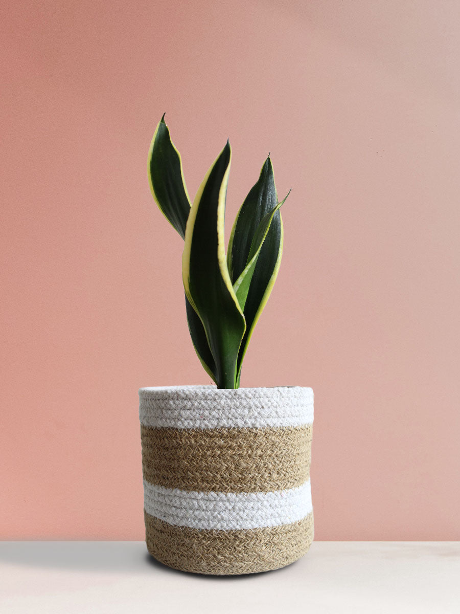 Snake Plant Black Jack (Medium)
