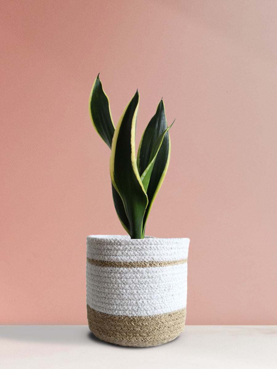 Snake Plant Black Jack (Medium)