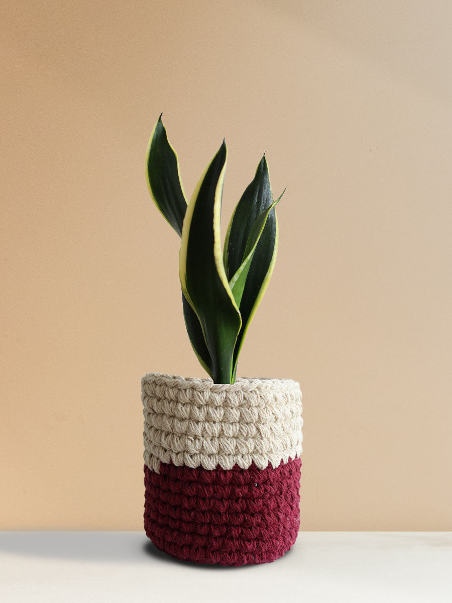 Snake Plant Black Jack (Medium)