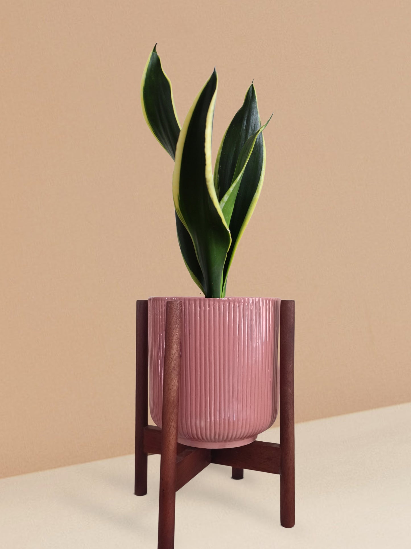 Snake Plant Black Jack in Ceramic Pot (Medium)
