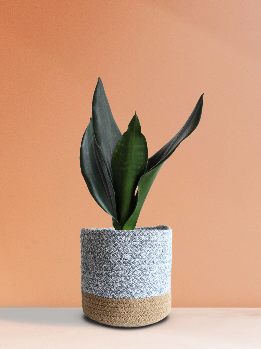 Snake Plant Black Dragon (Medium)