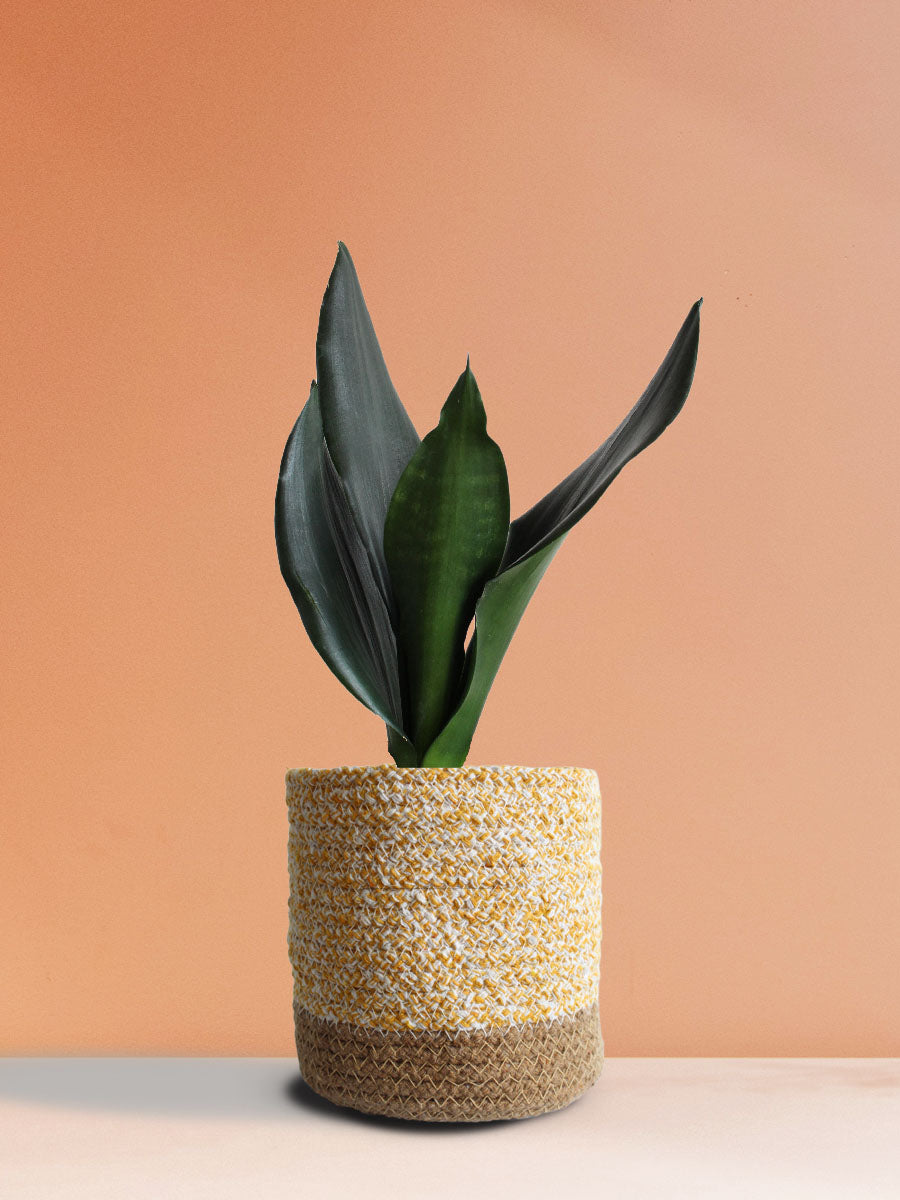 Snake Plant Black Dragon (Medium)