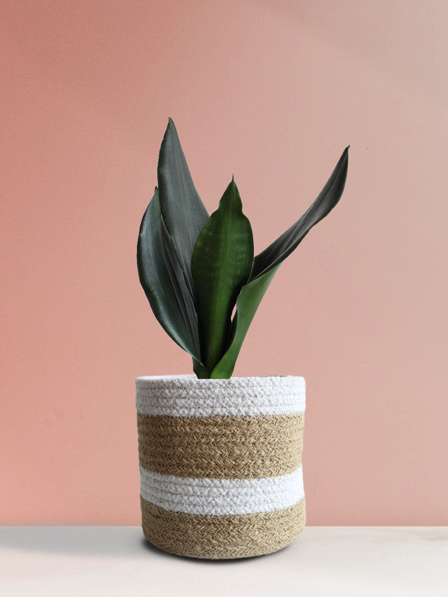 Snake Plant Black Dragon (Medium)