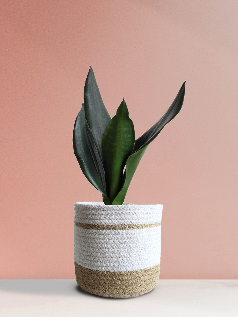 Buy Snake Plant Black Dragon in White Jute Pot
