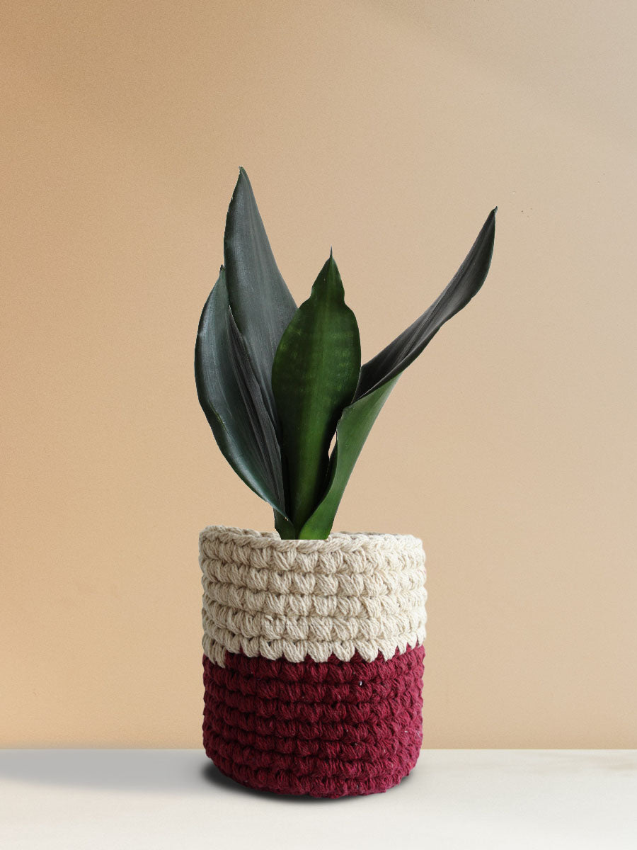 Snake Plant Black Dragon (Medium)