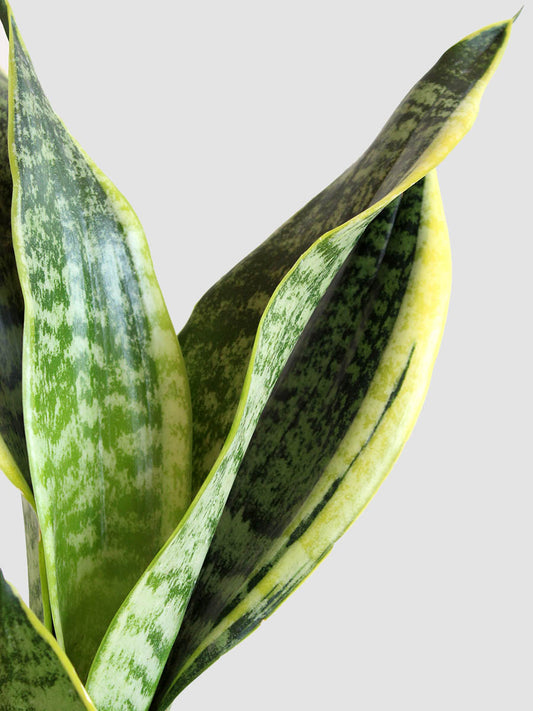 Snake Plant Futura Superba (Medium)