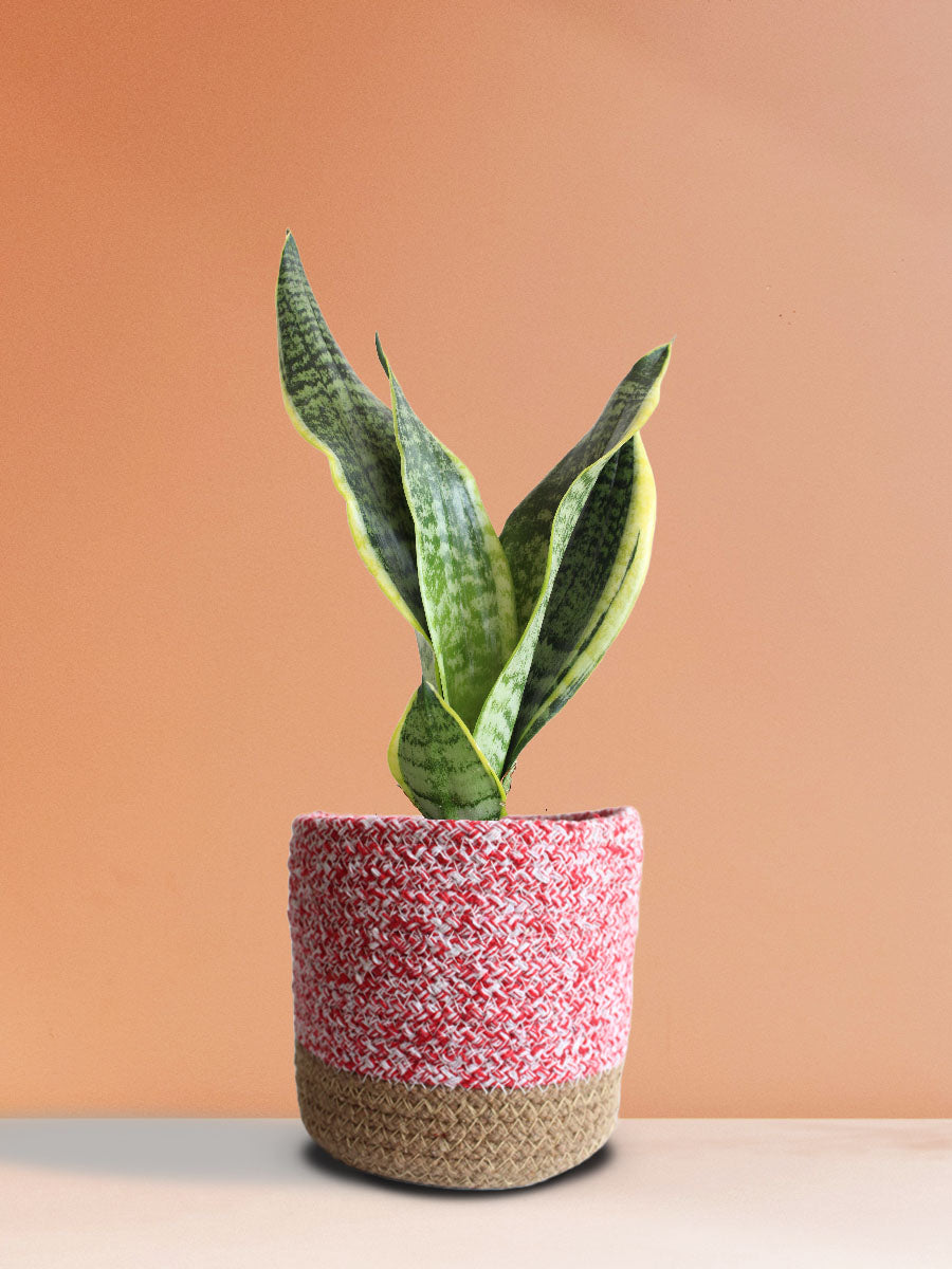 Snake Plant Futura Superba (Medium)