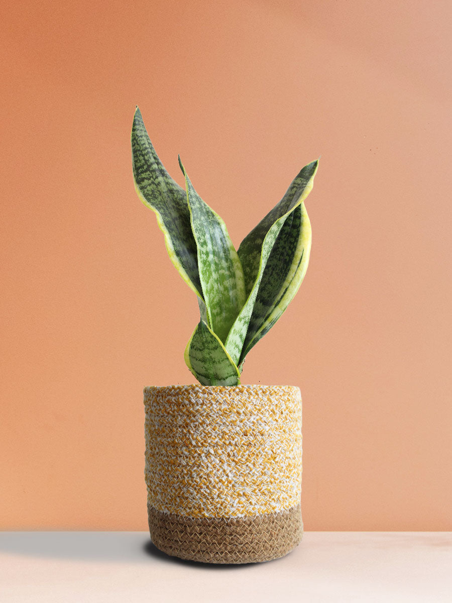 Classy Air-Purifying Bedroom Plants Combo