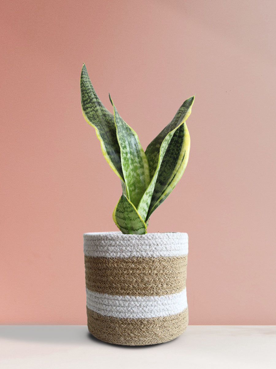 Snake Plant Futura Superba (Medium)