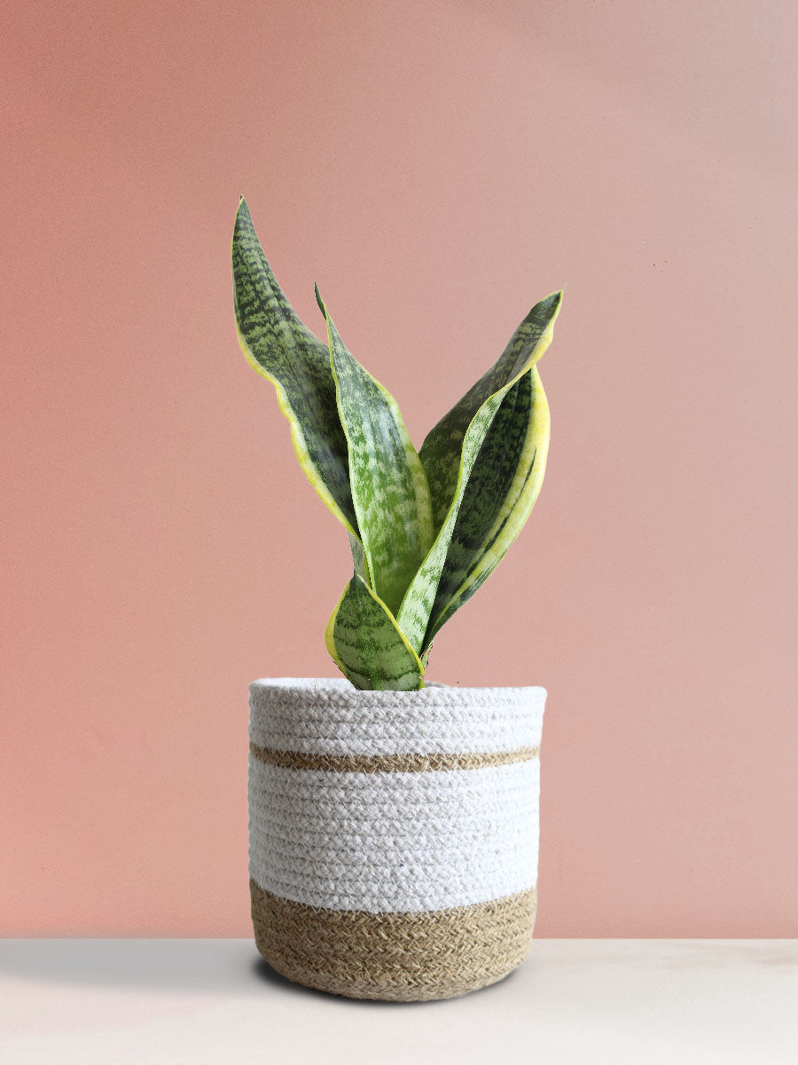 Snake Plant Futura Superba (Medium)