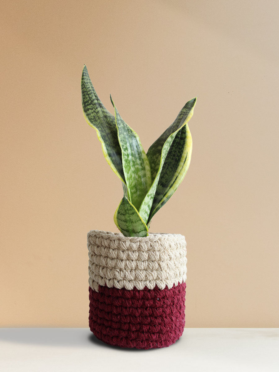 Snake Plant Futura Superba (Medium)