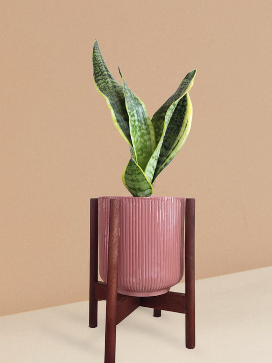 Snake Plant Futura Superba in Ceramic Pot (Medium)