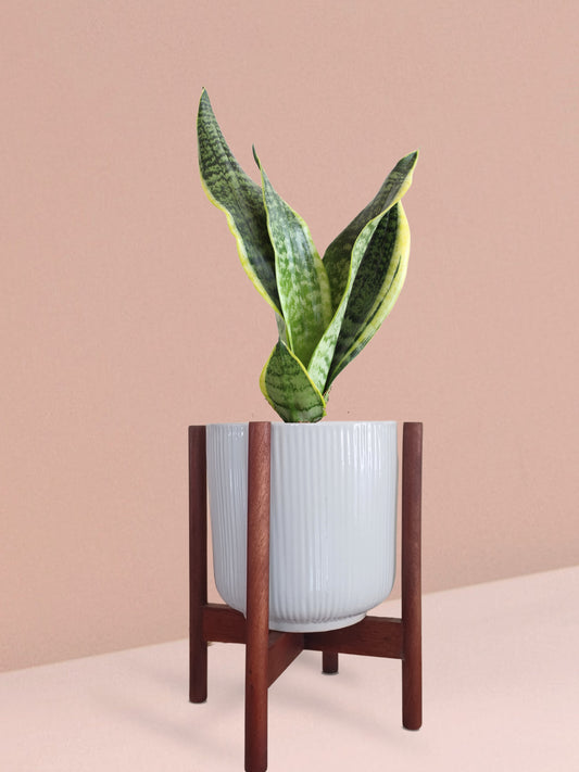 Snake Plant Futura Superba in Ceramic Pot (Medium)
