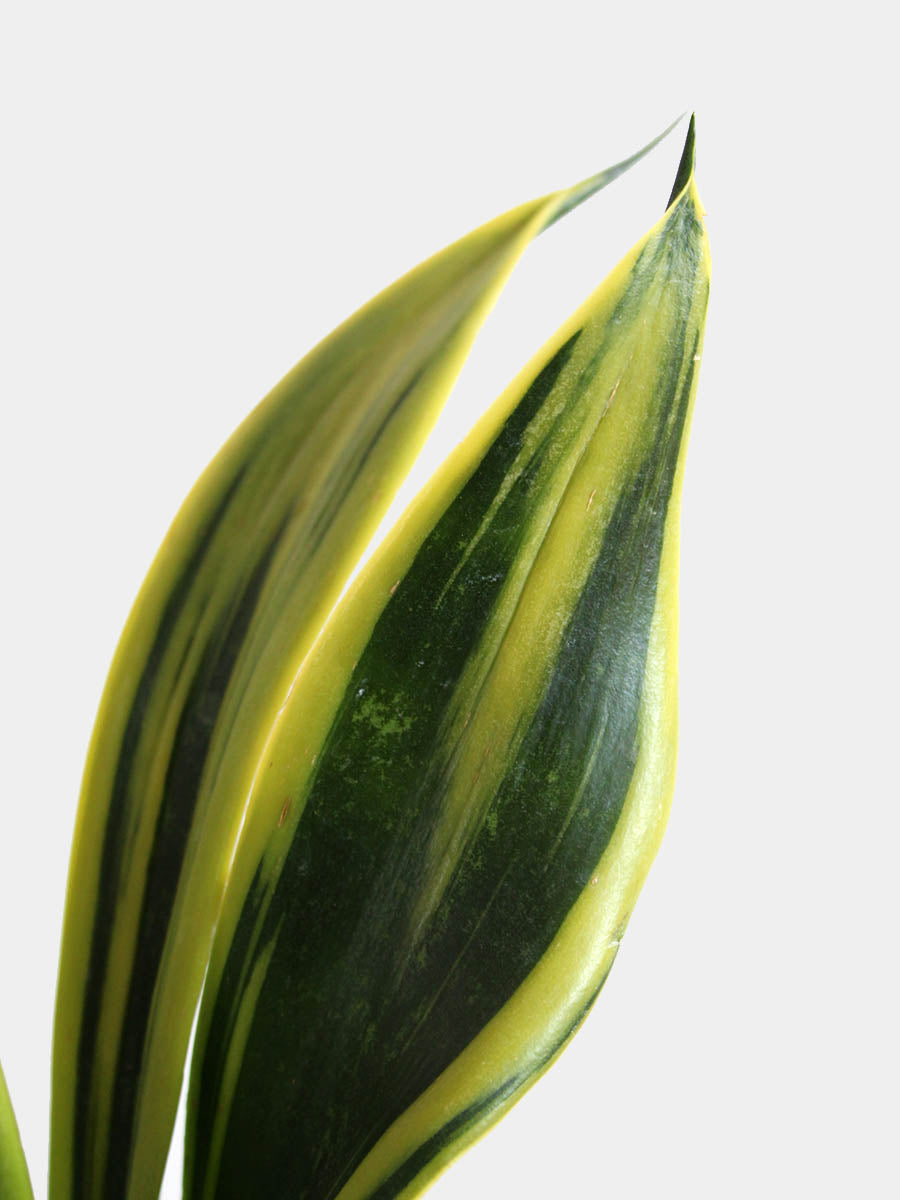 Snake Plant Golden Flame (Medium)
