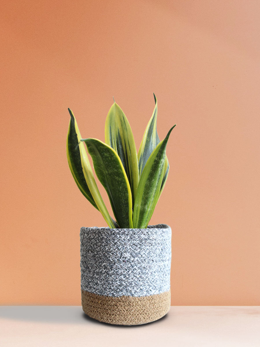 Snake Plant Golden Flame (Medium)