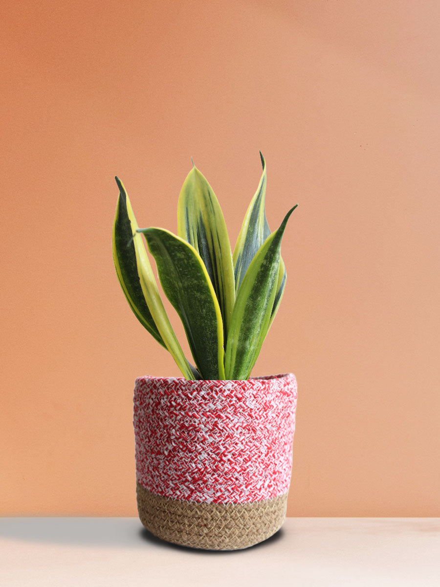 pink snake plant Snake Plant Golden Flame (Medium)