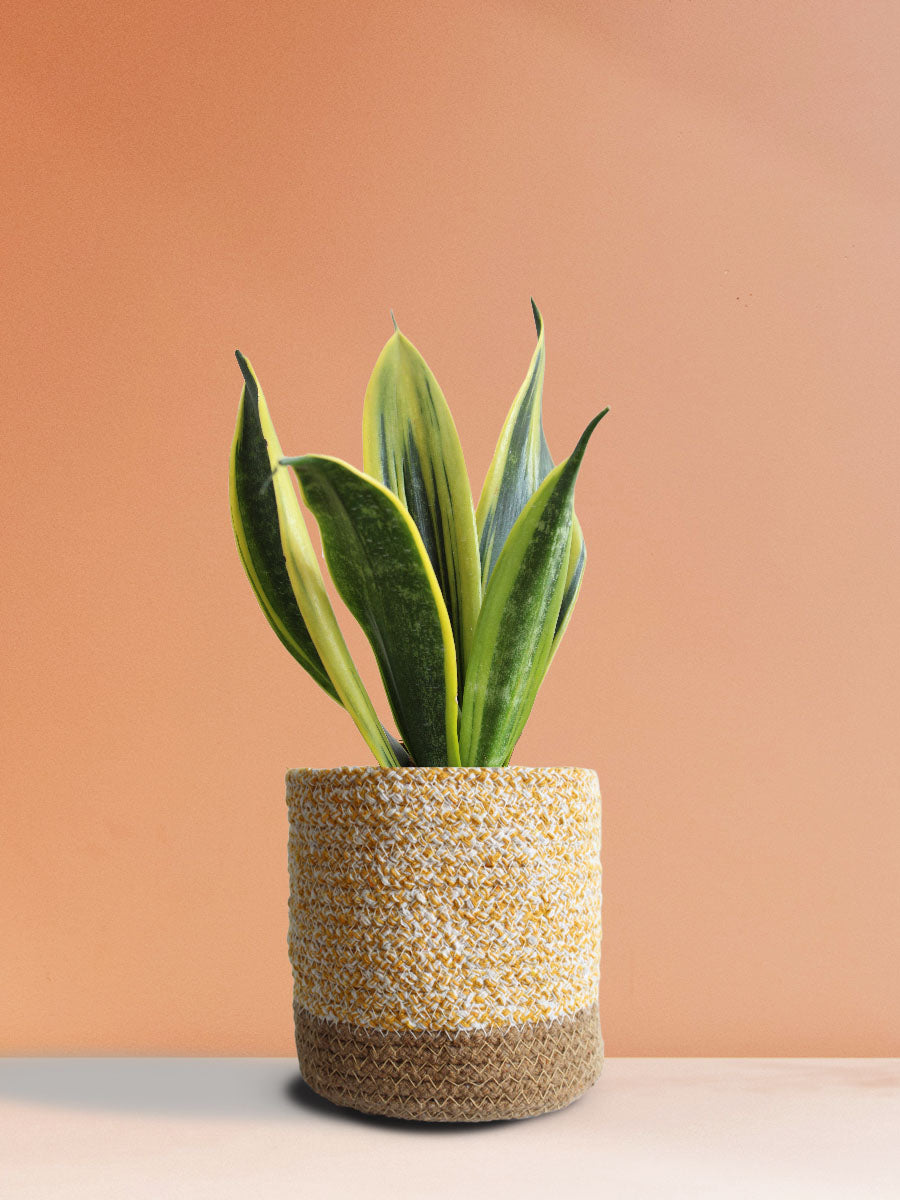 Snake Plant Golden Flame (Medium)
