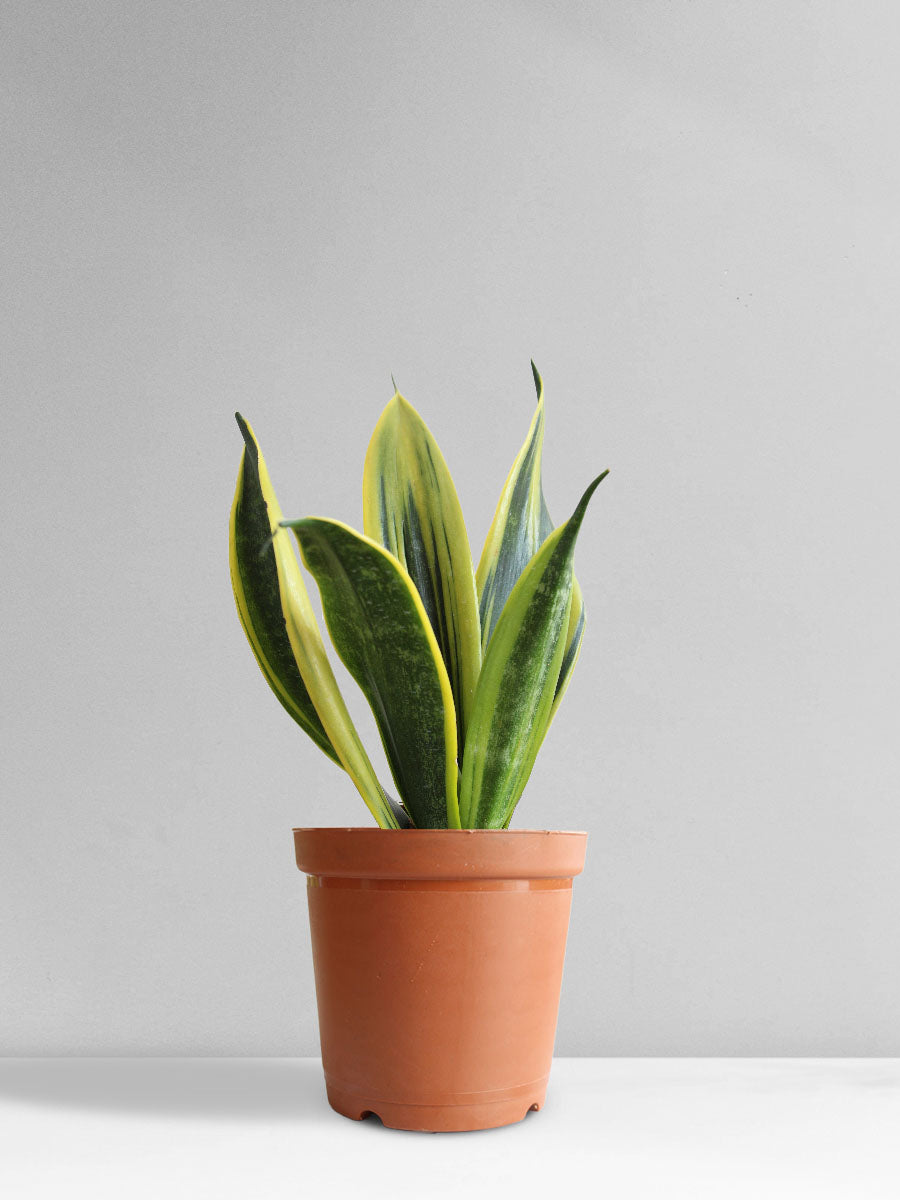 Snake Plant Golden Flame (Medium)