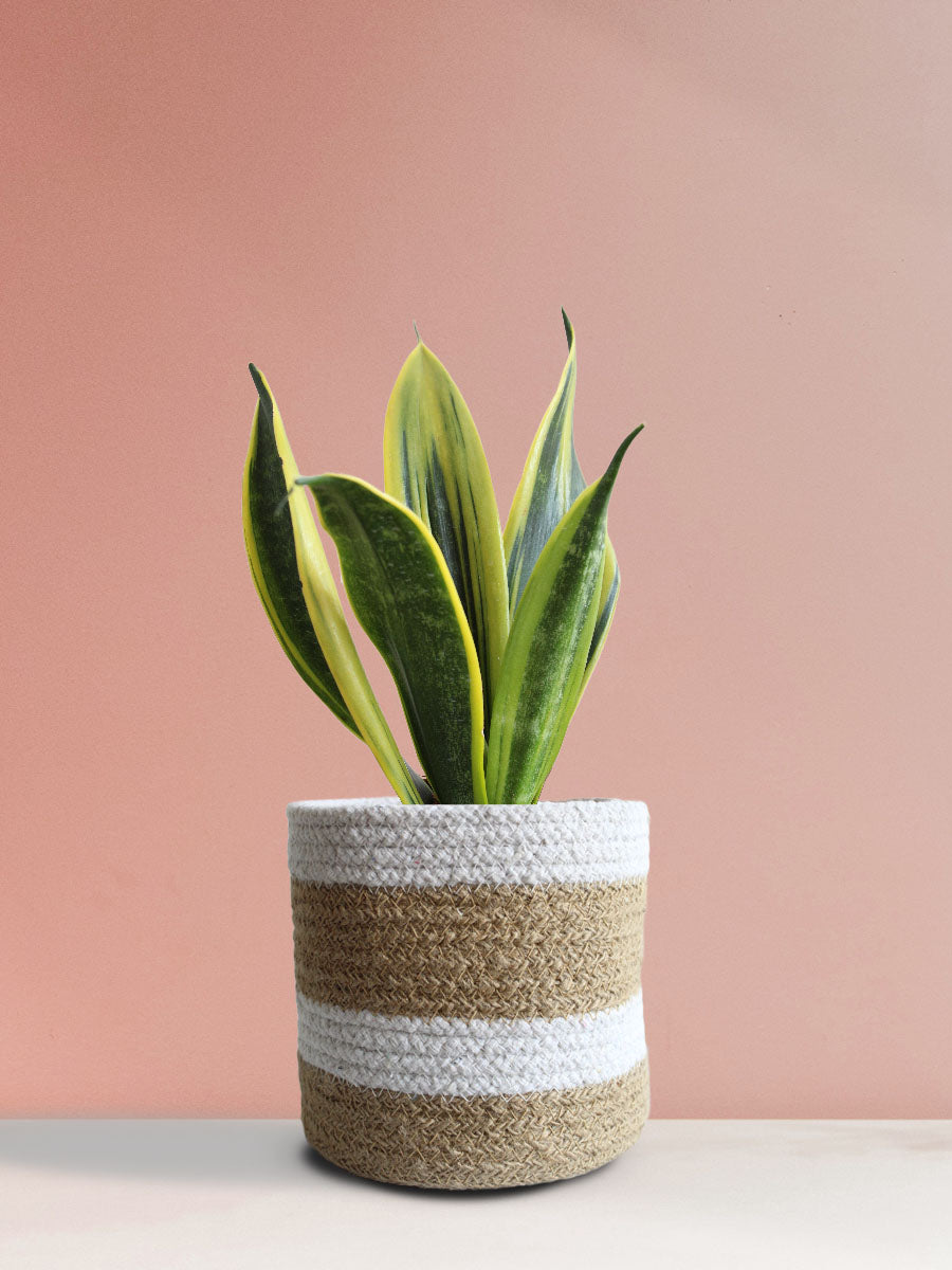 Snake Plant Golden Flame (Medium)