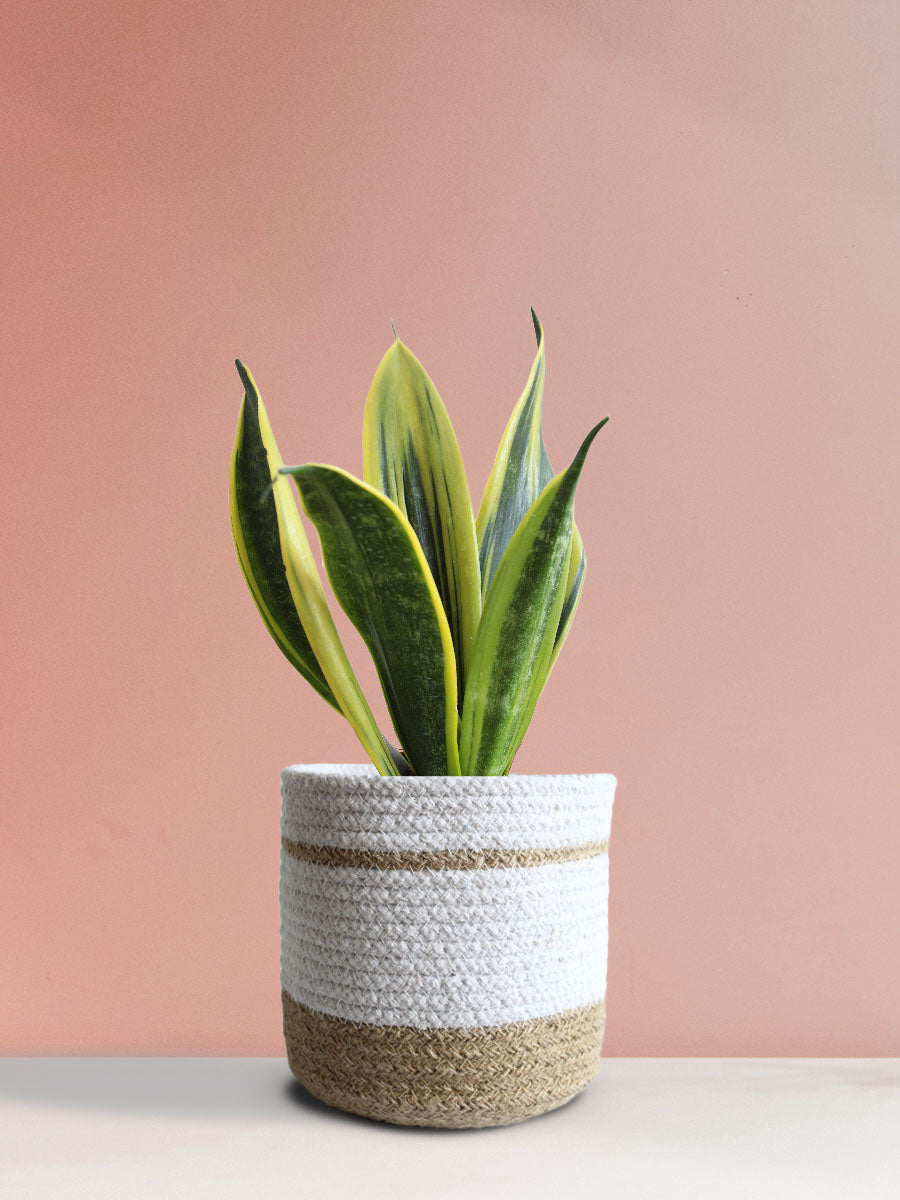 Snake Plant Golden Flame (Medium)