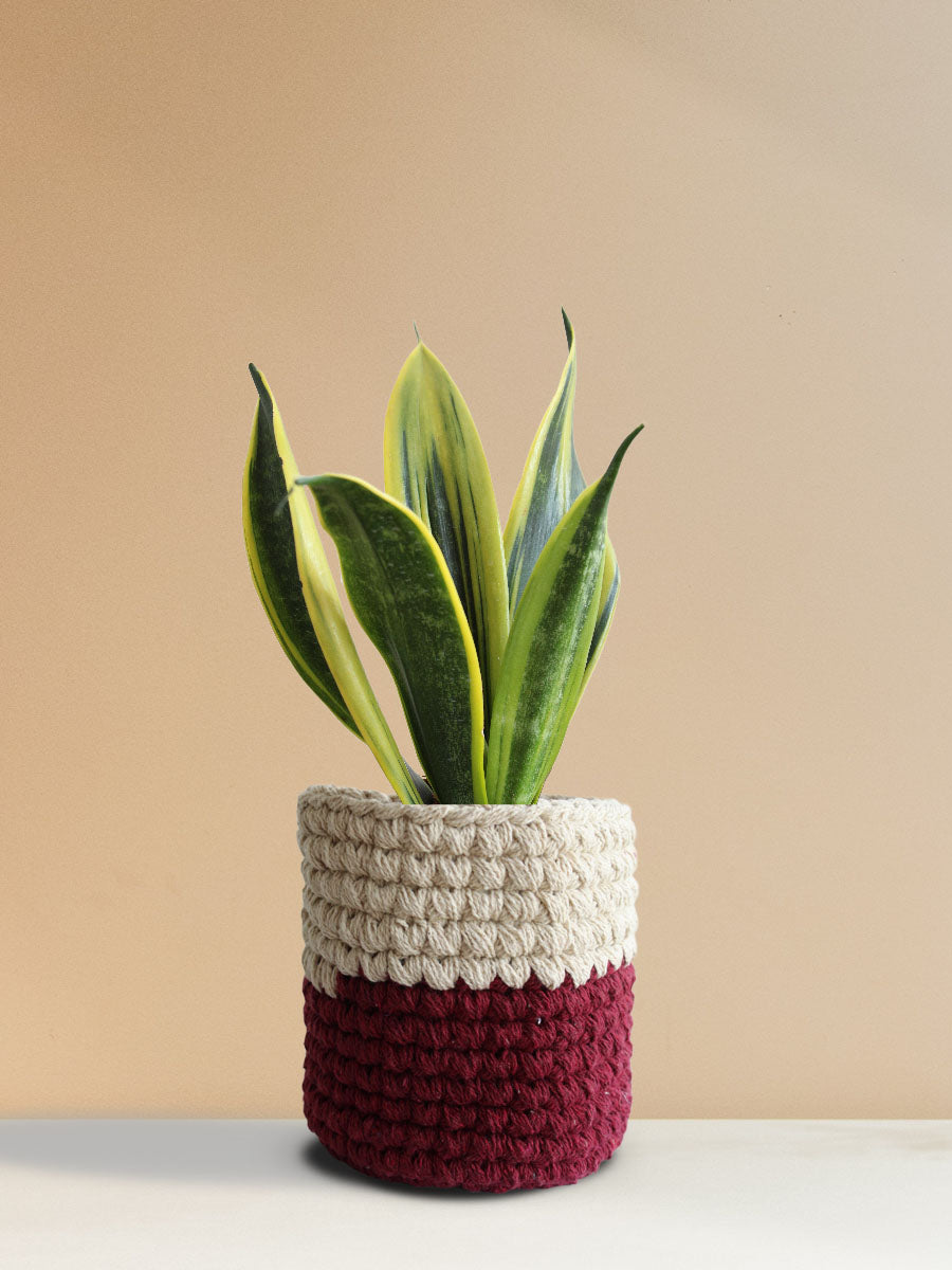 Snake Plant Golden Flame (Medium)