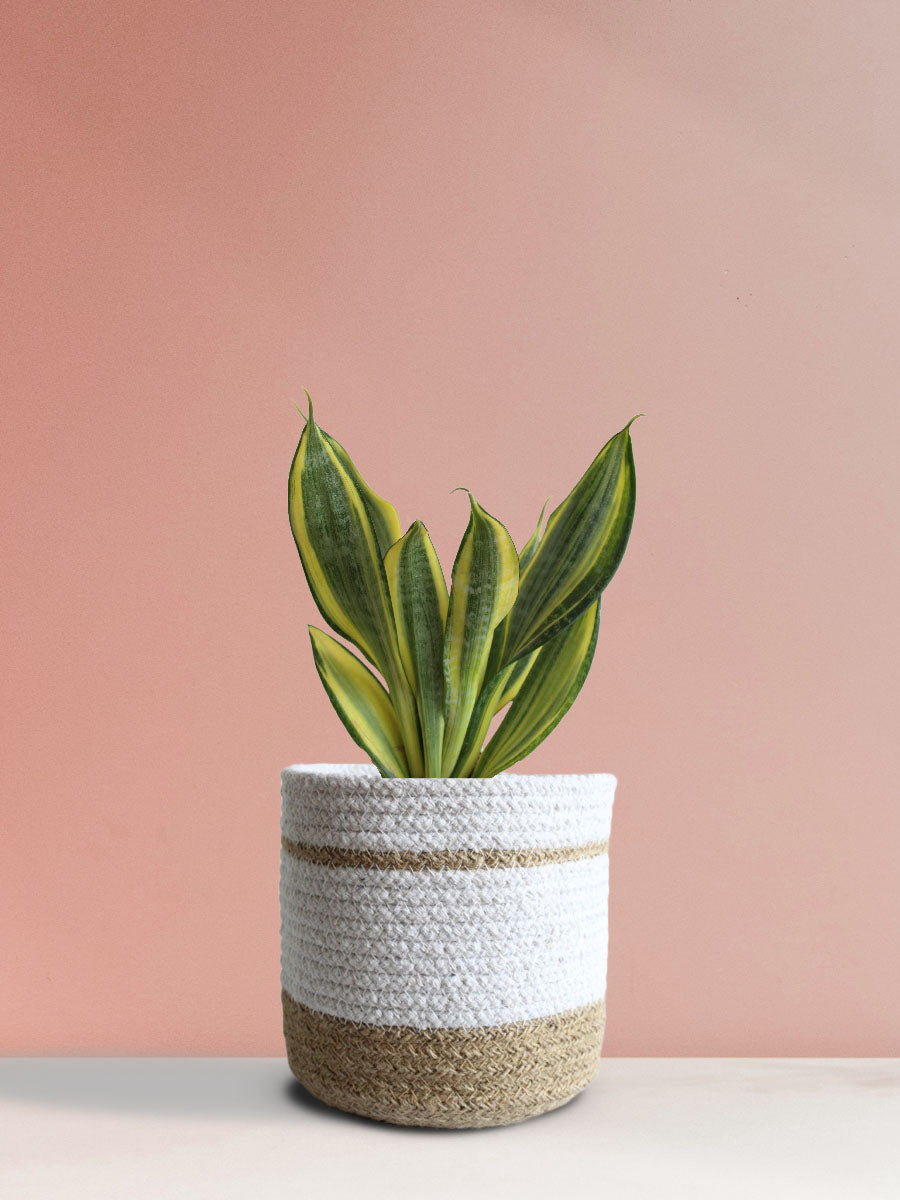 Snake Plant Golden Hahnii (Medium)