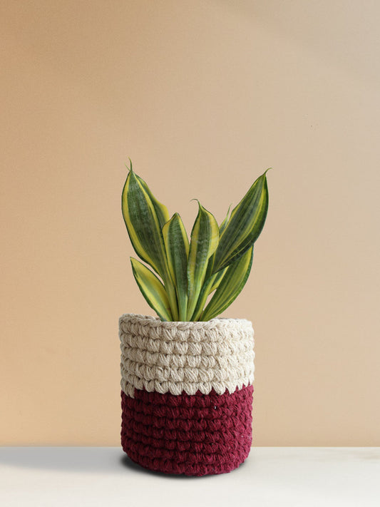 But Sansevieria Golden Hahnii in Eco-friendly knitted planter