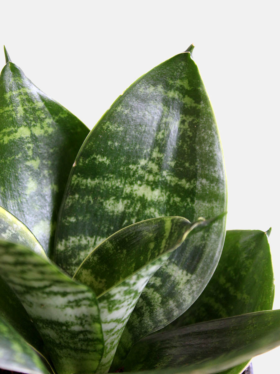 Snake Plant Hahnii (Medium)