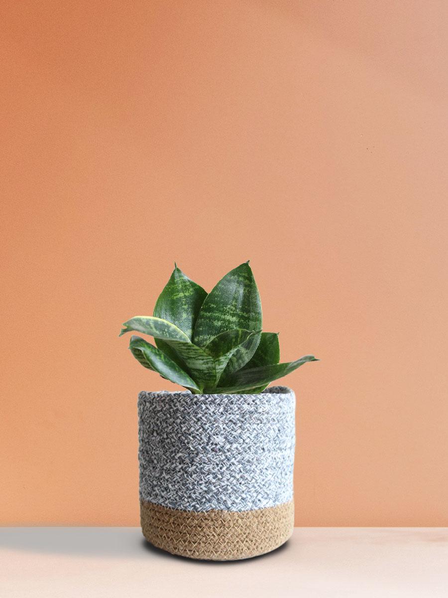 Snake Lotus Plant Gift in Eco Pot (Medium)