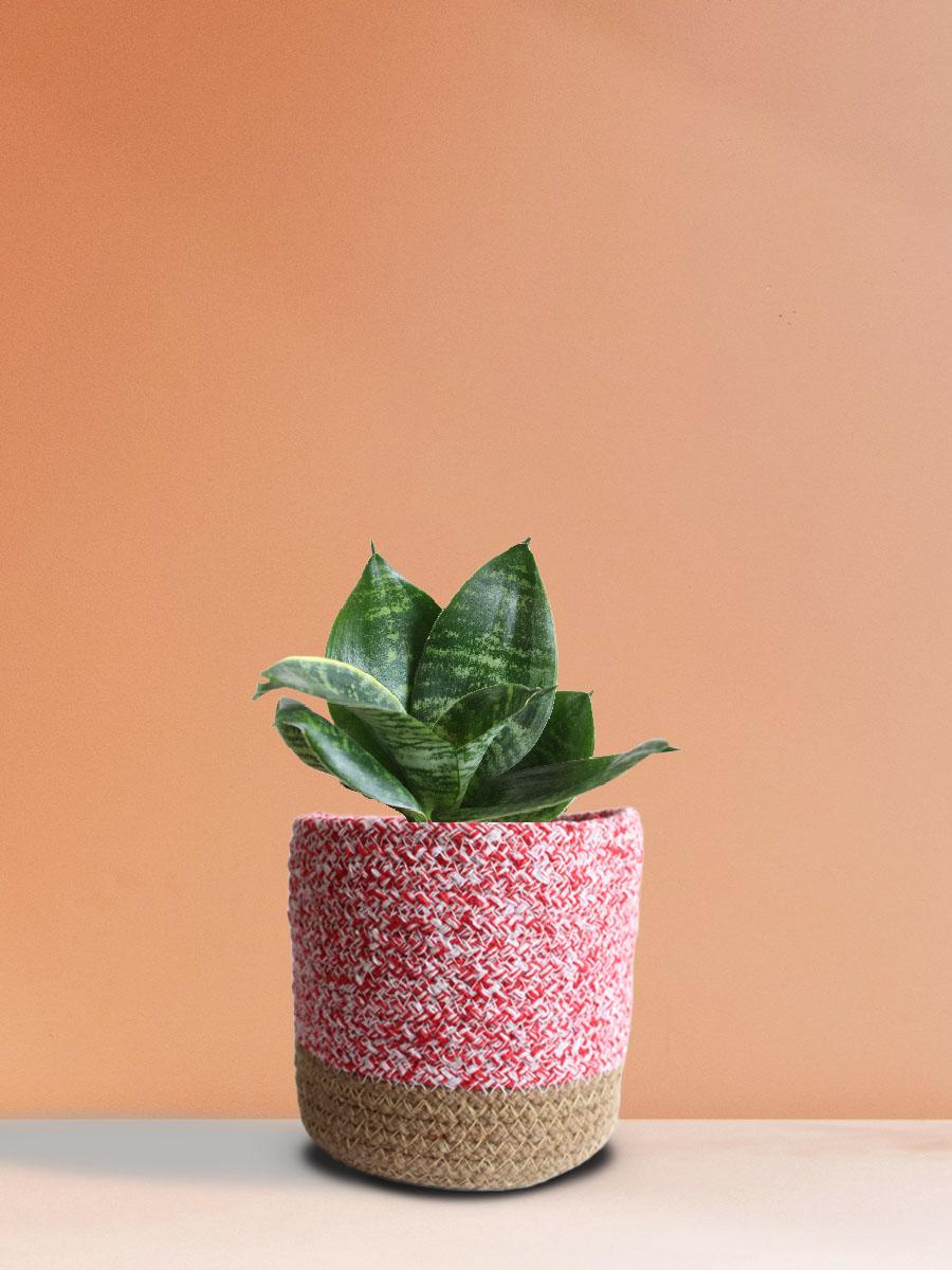 Snake Lotus Plant Gift in Eco Pot (Medium)