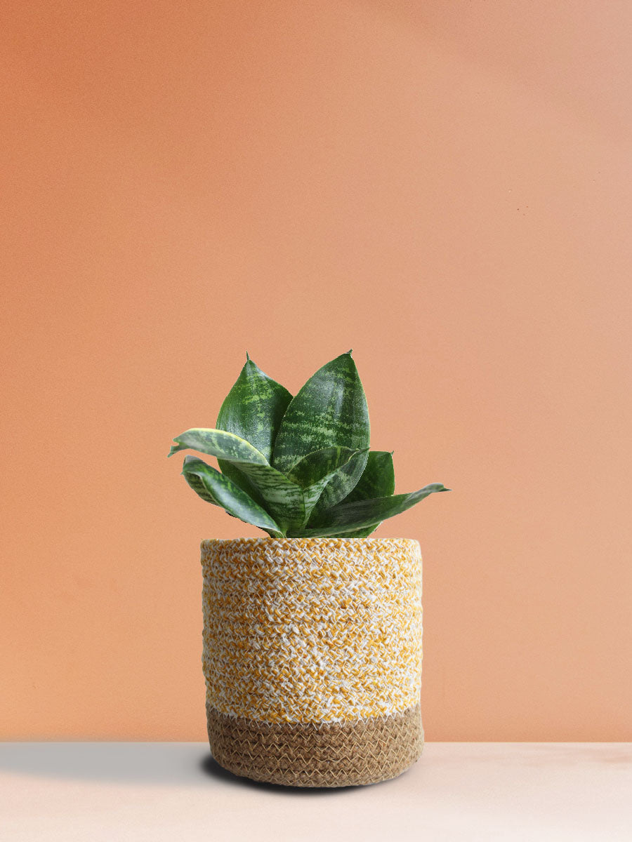 Snake Plant Hahnii (Medium)