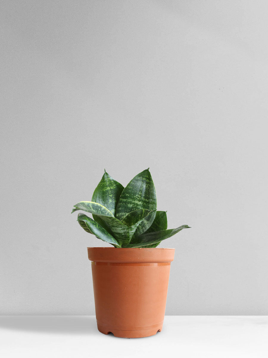 Shop Dracaena Trifasciata Snake Plant Hahnii
