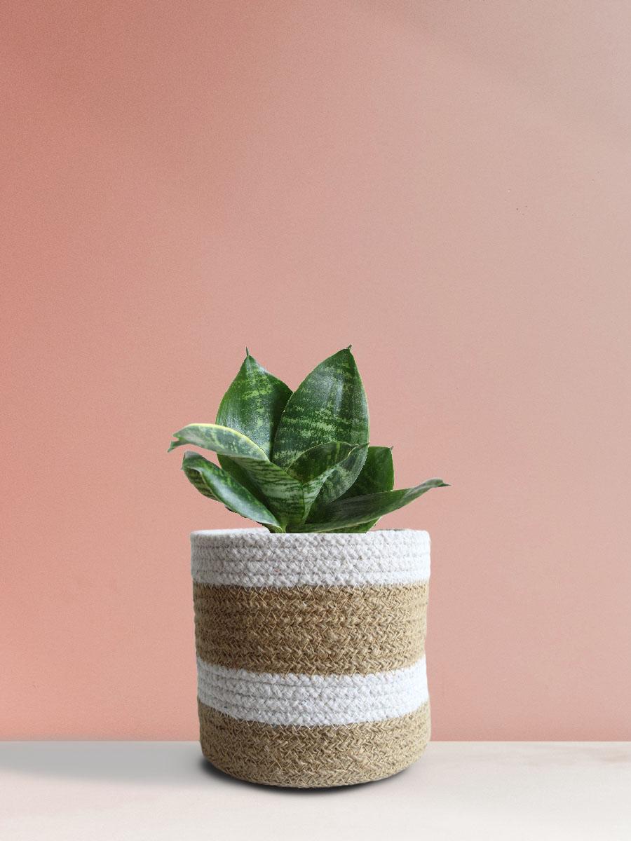 Snake Lotus Plant Gift in Eco Pot (Medium)