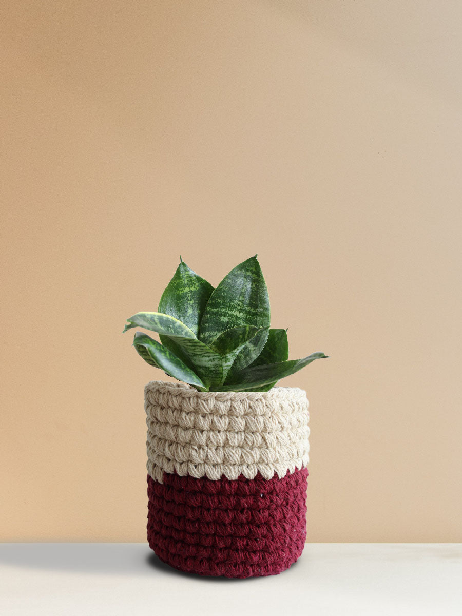 Snake Plant Hahnii (Medium)