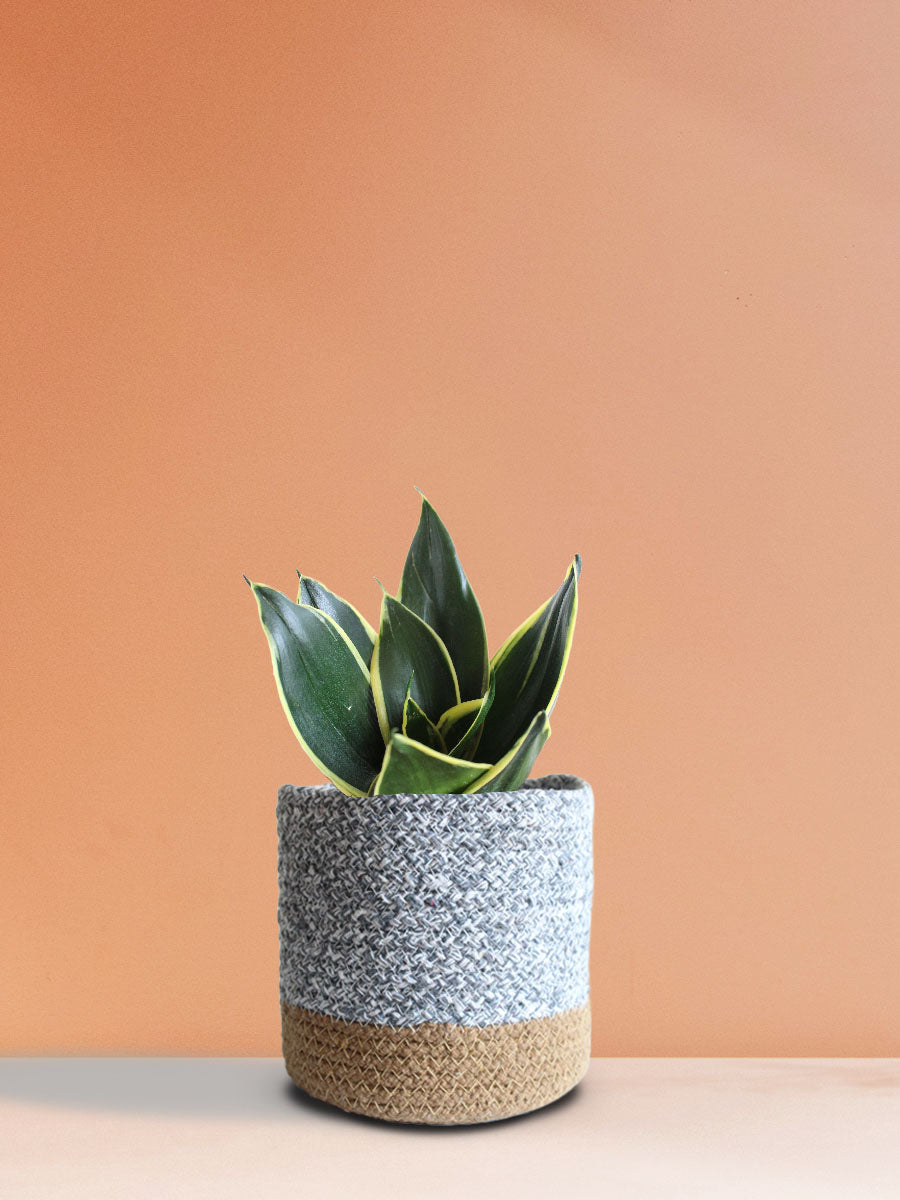 Snake Plant Jade Lotus (Medium)