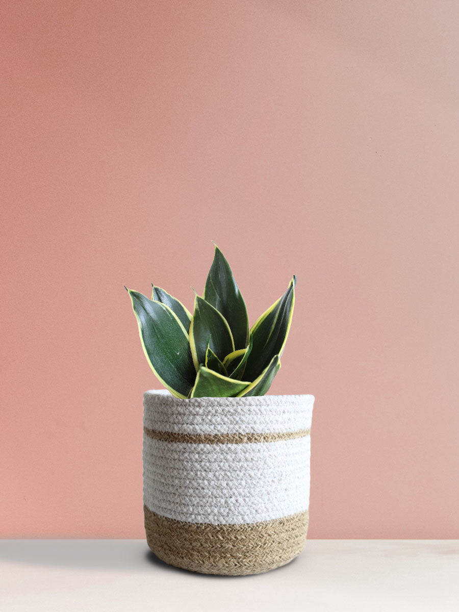 Snake Plant Jade Lotus (Medium)