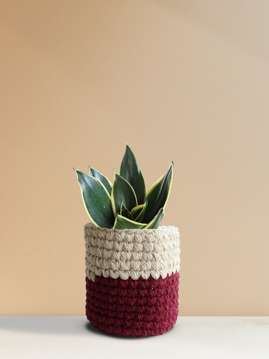 Snake Plant Jade Lotus (Medium)