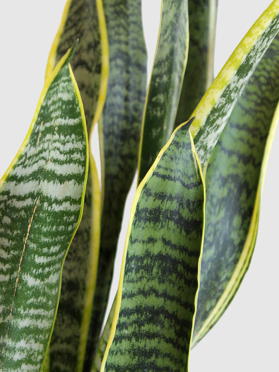 Snake Plant Laurentii (X-Large)