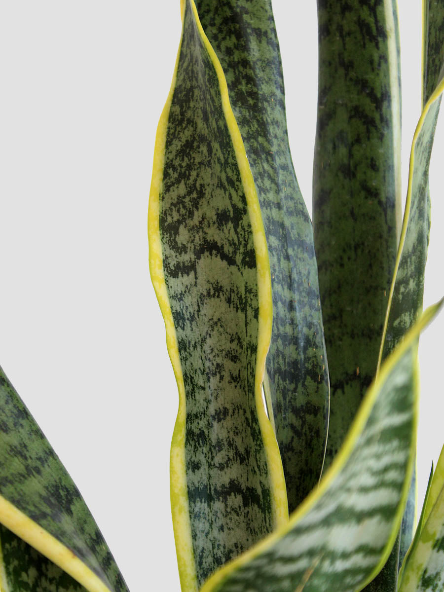 Snake Plant Laurentii (X-Large)