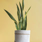 Buy XL Snake Plant Laurentii in Eco-friendly white pot
