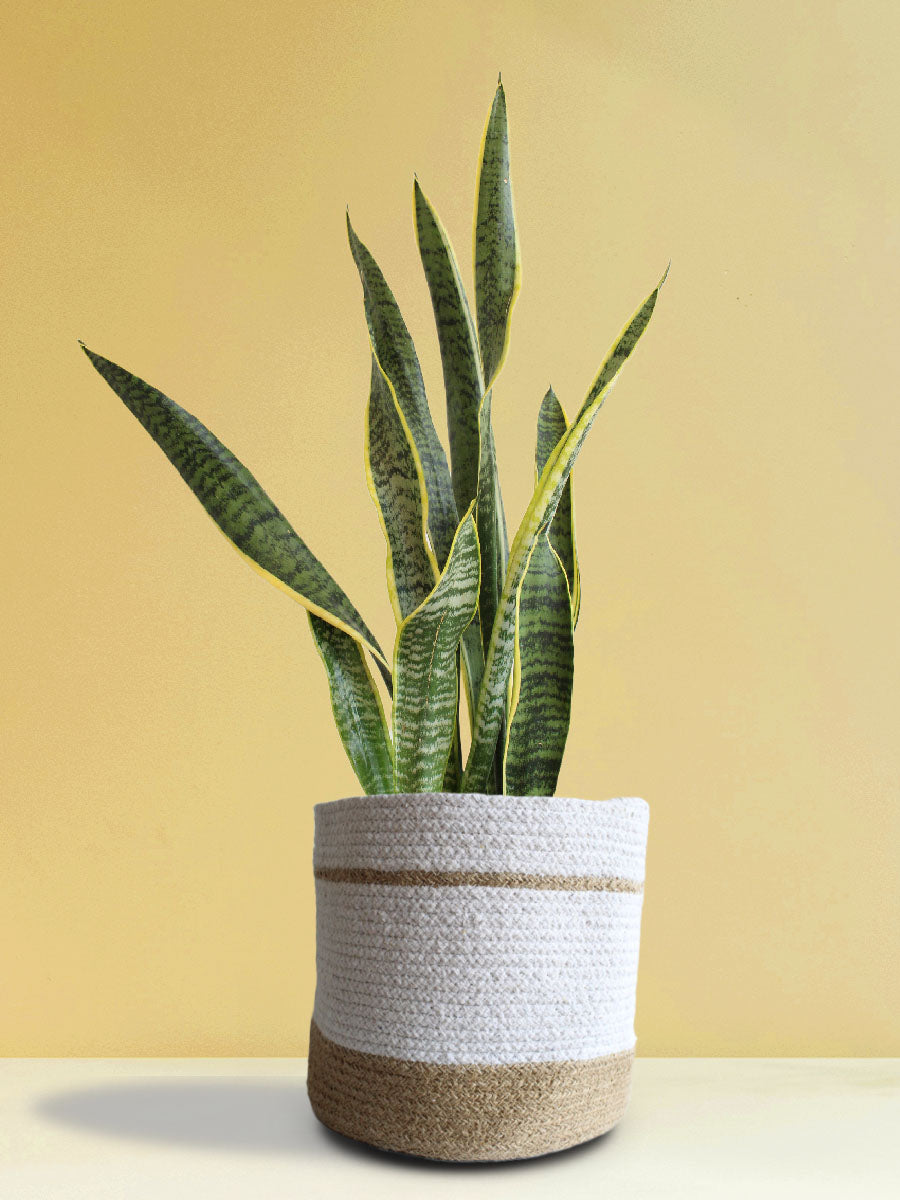 Buy XL Snake Plant Laurentii in Eco-friendly white pot