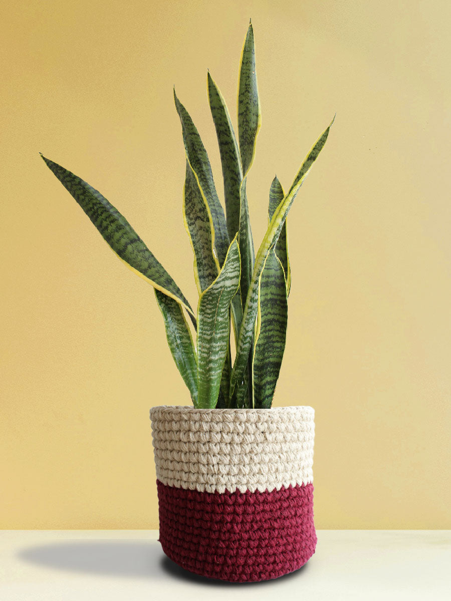 Snake Plant Laurentii (X-Large)