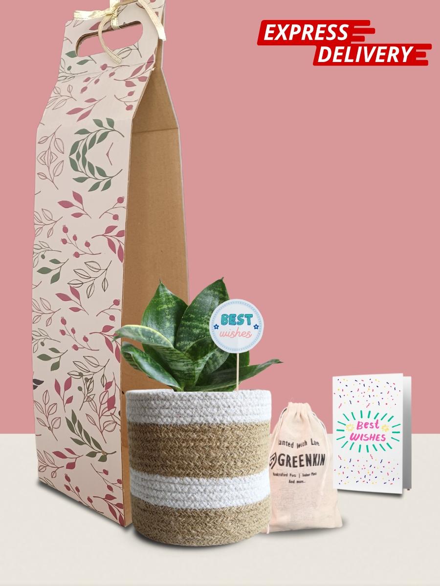 Snake Lotus Plant Gift in Eco Pot (Medium)