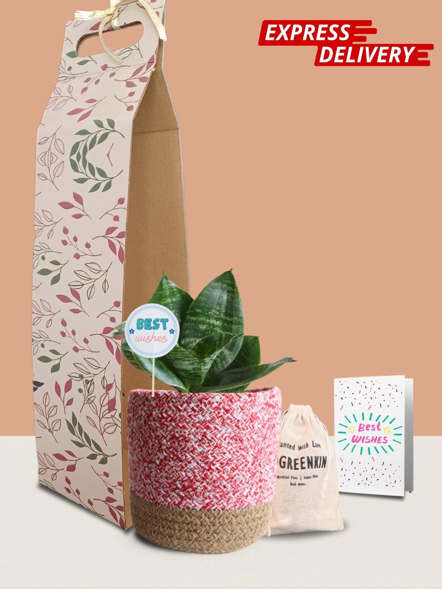 Snake Lotus Plant Gift in Eco Pot (Medium)