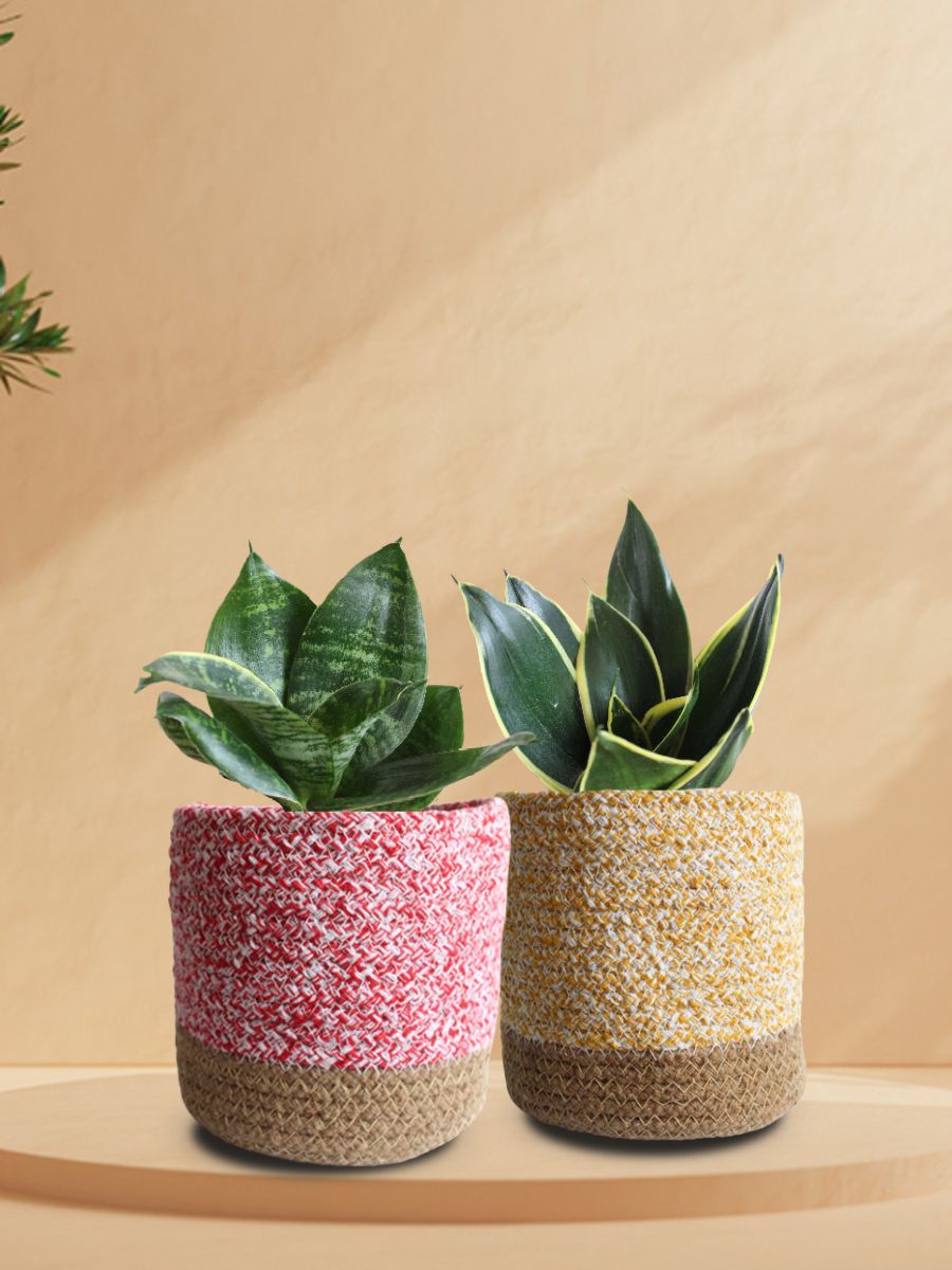 Lotus Snake Plants Duo