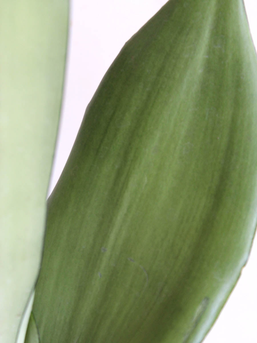 Snake Plant Moonshine (Medium)