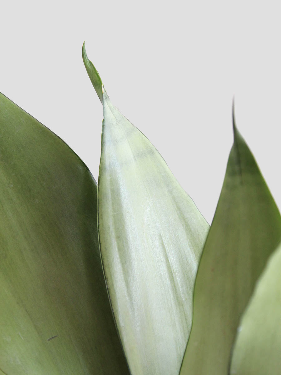 Snake Plant Moonshine (Medium)
