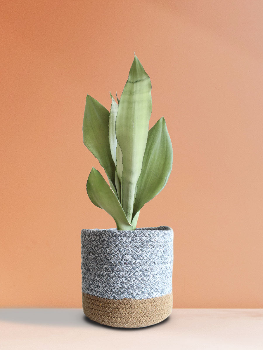Snake Plant Moonshine (Medium)